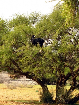 Zdjęcie z Maroka - Koza na drzewie żelaznym.