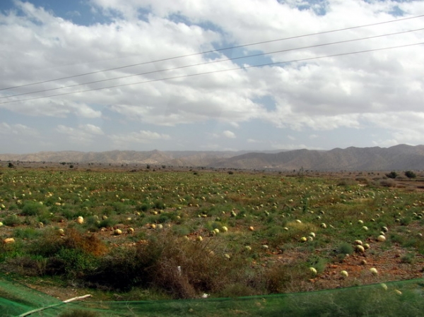 Zdjęcie z Maroka - Marokańskie rolnictwo.