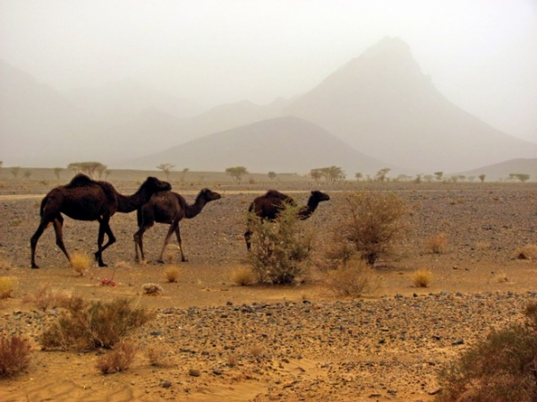 Zdjęcie z Maroka - Pustynne obszary przed Erfoud.