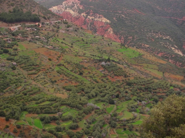 Zdjęcie z Maroka - Zielone tarasy uprawne w czerwonej dolince.
