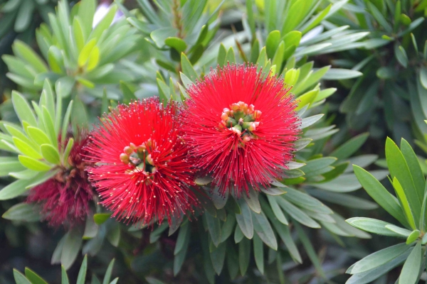 Zdjęcie z Nowej Zelandii - Nowozelandzka flora