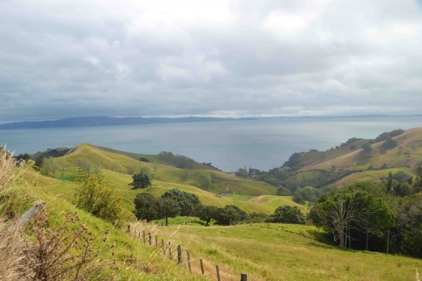 Zdjęcie z Nowej Zelandii - W drodze z Paihia do Coromandel