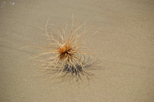 Zdjęcie z Nowej Zelandii - "Biegajace" po plazy nasiono :)