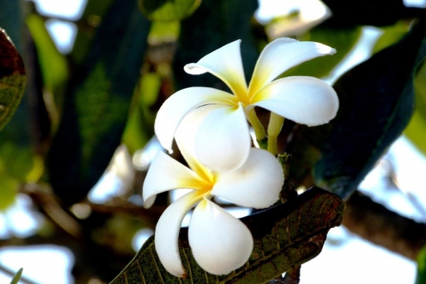 Zdjęcie z Kenii - ukochane frangipani