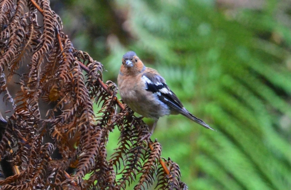 Zdjęcie z Nowej Zelandii - Ptaszek na paproci