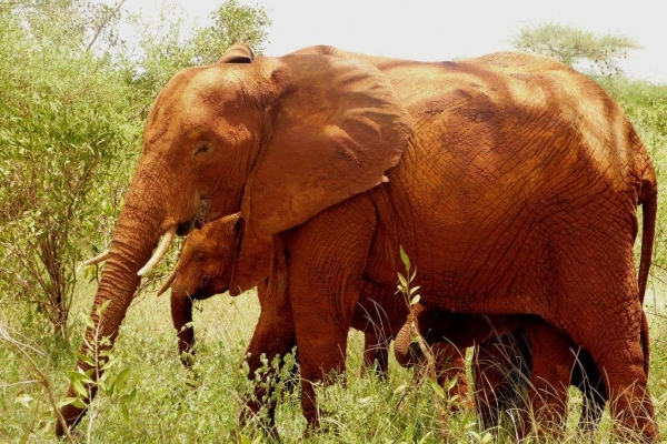 Zdjęcie z Kenii - wspaniałe czerwone słonie Tsavo