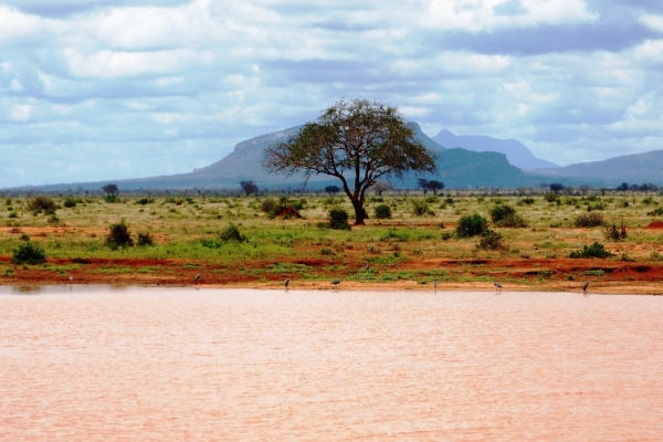Zdjęcie z Kenii - widok sawanny w parku Tsavo East