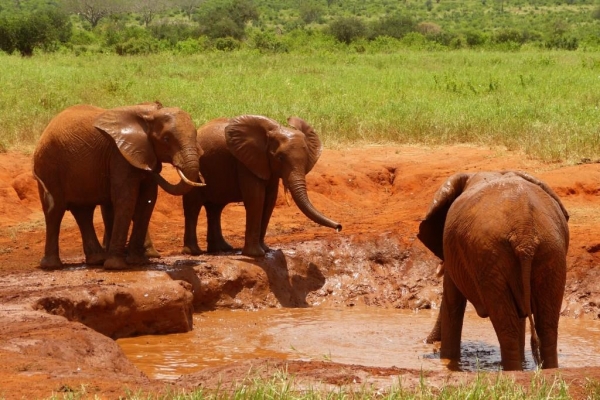 Zdjęcie z Kenii - przyszły i słonie się trochę potaplać:)
