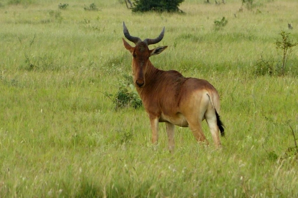 Zdjęcie z Kenii - bawolec