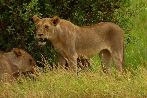 Zdjęcie z Kenii - i się lwica nieco zdenerwowała