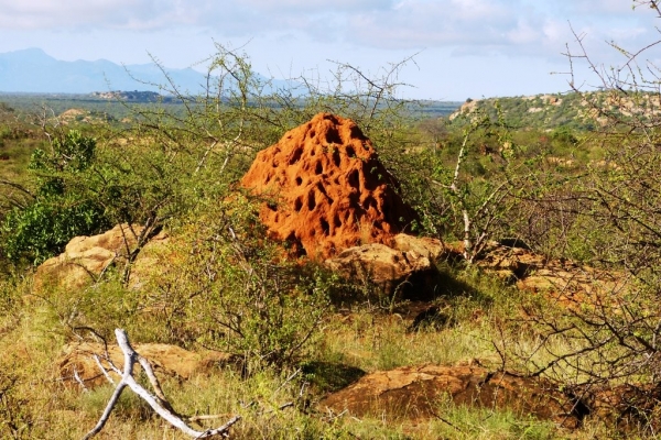 Zdjęcie z Kenii - termitiery na sawannie osiągają nawet do 3 metrów wysokości; 