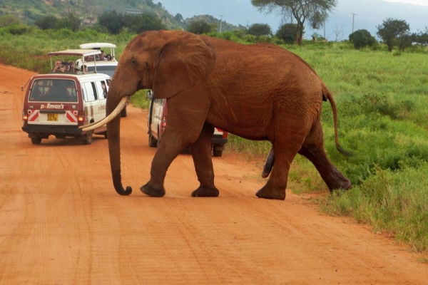 Zdjęcie z Kenii - wracamy do Lodży i spotykamy na drodze słonia idącego na randkę;  