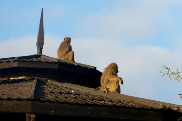 Zdjęcie z Kenii - rano małpy budżą całą lodżę, robiąc straszny hurgot bieganiną po dachach:)
