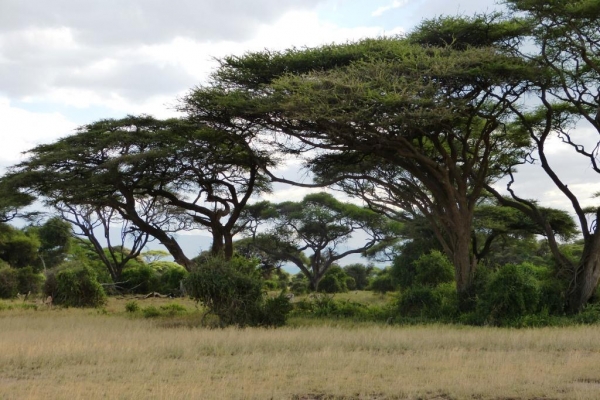 Zdjęcie z Kenii - Amboseli to przede wszystkim kraina akacji afrykańskich