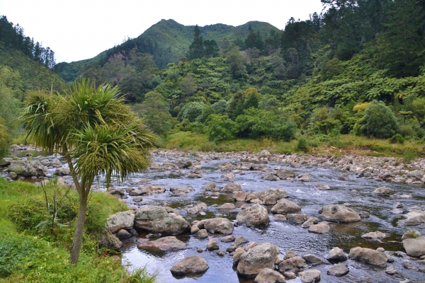 Zdjęcie z Nowej Zelandii - Gdzies w drodze z Coromandel do Rotorua