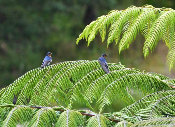 Zdjęcie z Nowej Zelandii - Jaskolki zwane welcome swallows odpoczywajace na paproci