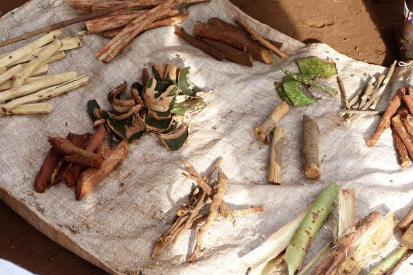Zdjęcie z Kenii - masajska apteka, czyli medykamenty prosto z buszu