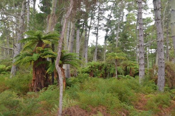Zdjęcie z Nowej Zelandii - Nowozelandzki las