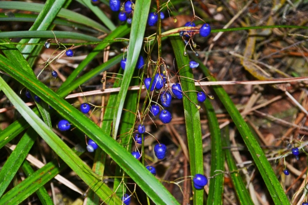 Zdjęcie z Nowej Zelandii - Niesamowicie niebieskie jagody