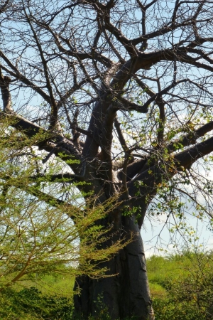 Zdjęcie z Kenii - młody baobab
