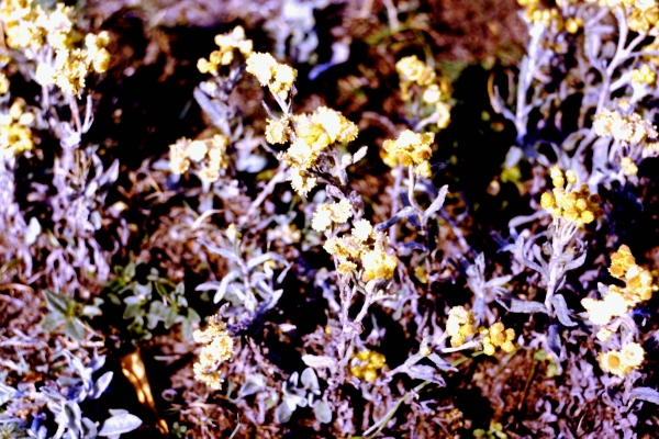 Zdjęcie z Polski - jurajska flora
