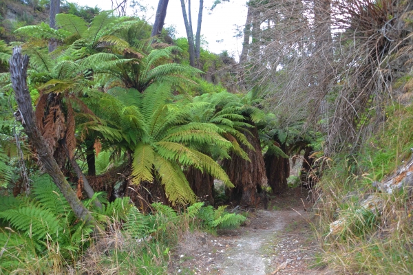 Zdjęcie z Nowej Zelandii - Dolinka Goracego Strumienia w Spa Thermal Park