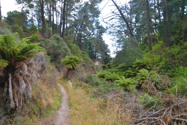 Zdjęcie z Nowej Zelandii - Szlak w Spa Thermal Park