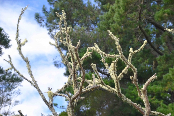 Zdjęcie z Nowej Zelandii - Porosty zjadajace martwe drzewo