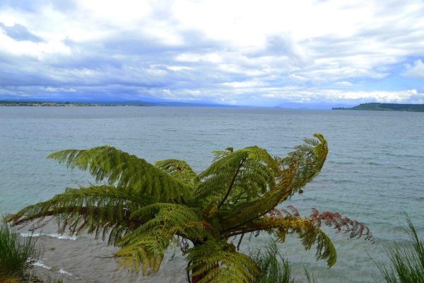 Zdjęcie z Nowej Zelandii - Lake Taupo