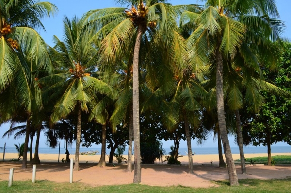 Zdjęcie ze Sri Lanki - NEGOMBO