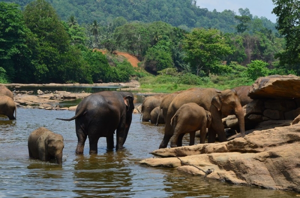 Zdjęcie ze Sri Lanki - PINNAWALA-sierociniec dla sloni