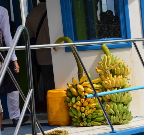 Zdjęcie z Malediw - owoce transportowane na wyspy