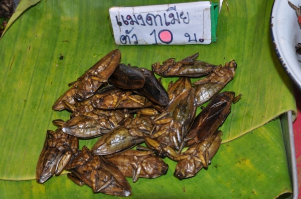 Zdjęcie z Tajlandii - robaczki