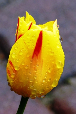 Zdjęcie z Polski - moje tulipany....