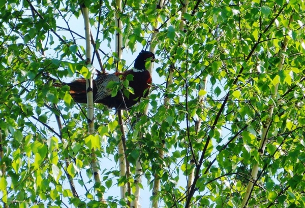 Zdjęcie z Polski - rózne rzeczy już już widywaliśmy w naszym ogrodzie, ale bażanta na drzewie jeszcze nie:))