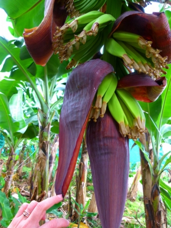 Zdjęcie z Gwadelupy - Kwiat banana