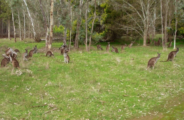 Zdjęcie z Australii - Kangurza laczka