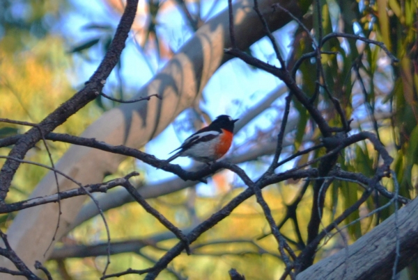 Zdjęcie z Australii - Jeszcze jeden czerwony ptaszek