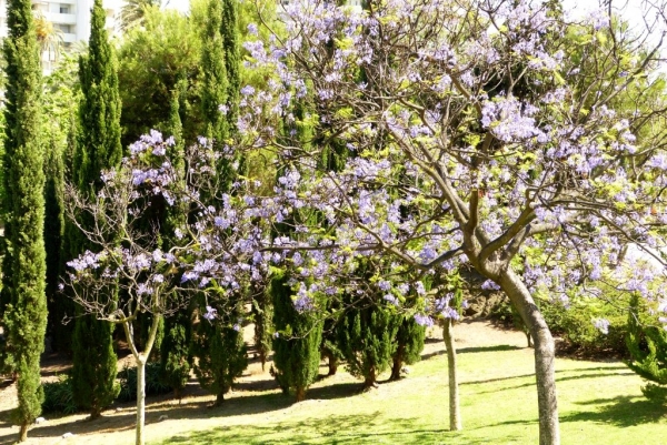 Zdjęcie z Hiszpanii - kwitnące Jacarandy