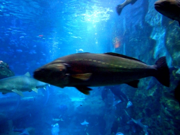 Zdjęcie z Hiszpanii - akwarium