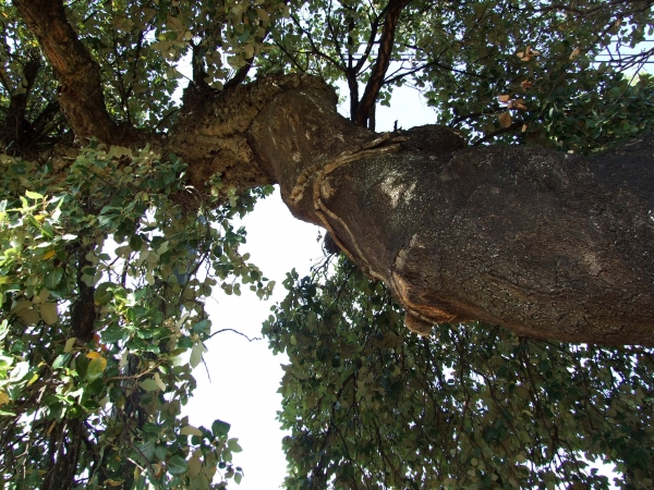 Zdjęcie z Hiszpanii - drzewo korkowe
