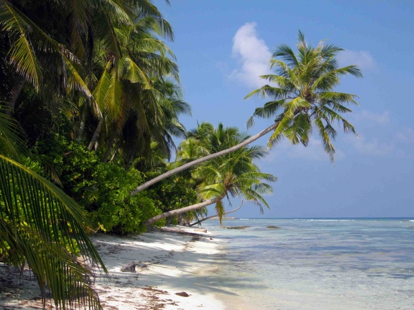 Zdjecie - Malediwy - Vilamendhoo i Reethi