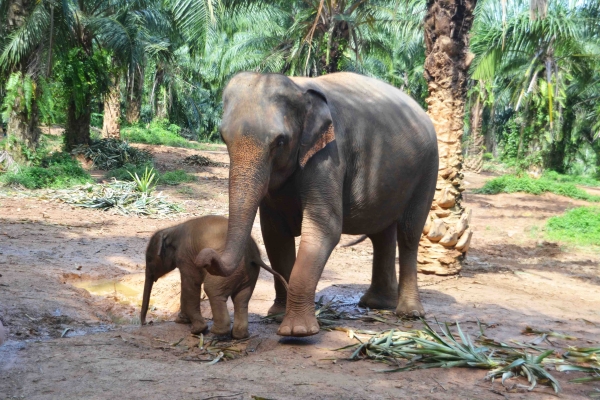Zdjecie - Tajlandia - Krabi - słoniowa farma i dżunglowe atrakcje
