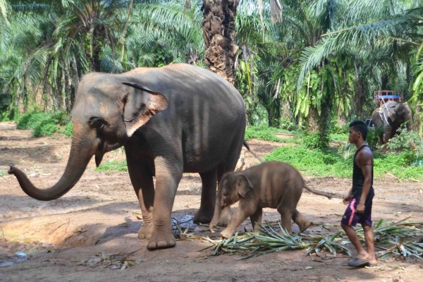 Zdjęcie z Tajlandii - Na sloniowej farmie