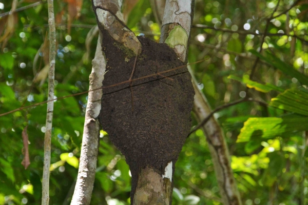 Zdjęcie z Tajlandii - Nadrzewne gniazdo mrowek