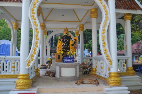 Zdjęcie z Tajlandii - Pieski spiace w cieniu dachu kaplicy