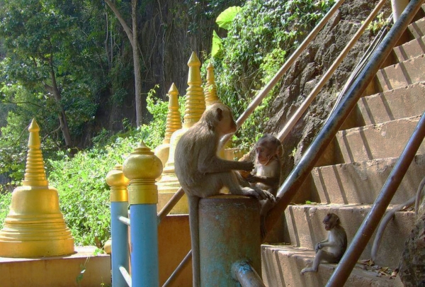 Zdjęcie z Tajlandii - Na schodazh rzadza makaki :)