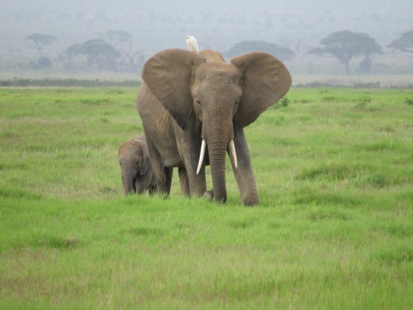 Zdjęcie z Kenii - Słonie w Parku Amboseli
