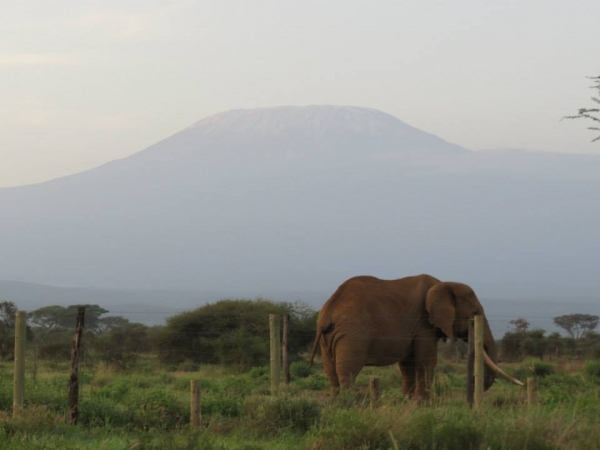 Zdjęcie z Kenii - Słoń na tle Kilimandżaro