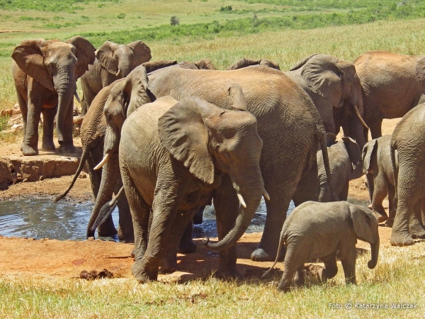 Zdjęcie z Kenii - I znowu słonie...